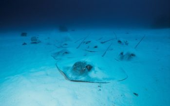 In 10 Tagen durch Queensland