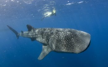 WALHAI-SAISON   GO BIG! DIE GIGANTEN KOMMEN!