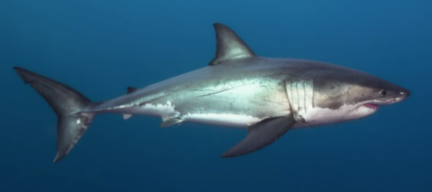Shark Night 2017