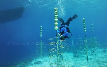 Miss Scuba Niederlande taucht für einen guten Zweck