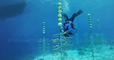 Miss Scuba Niederlande taucht für einen guten Zweck