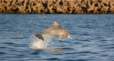 Erfolge im Kampf gegen delfin-tödliche Hainetze