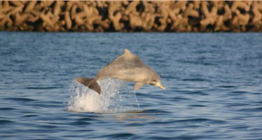 Erfolge im Kampf gegen delfin-tödliche Hainetze