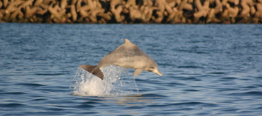 Erfolge im Kampf gegen delfin-tödliche Hainetze