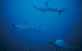 Malpelo – ein Paradies in Gefahr