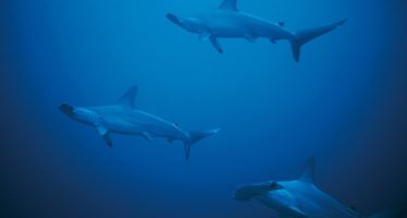 Malpelo – ein Paradies in Gefahr