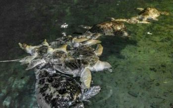 Schildkrötenkadaver vor Borneo entdeckt