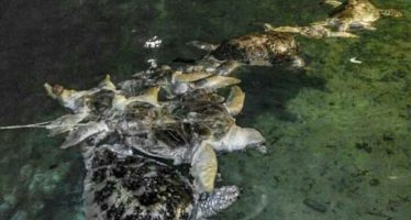 Schildkrötenkadaver vor Borneo entdeckt