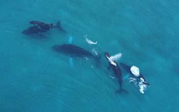 Panama im Überfluss