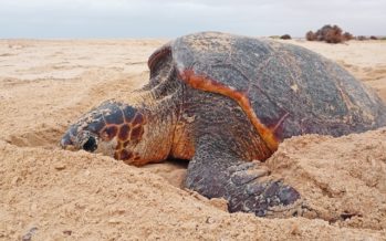 Turtle Foundation verlost Tauchreisen und Sachpreise zugunsten bedrohter Meeresschildkröten