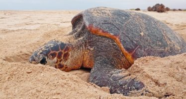 Turtle Foundation verlost Tauchreisen und Sachpreise zugunsten bedrohter Meeresschildkröten