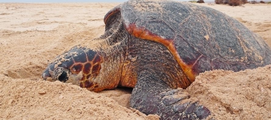Turtle Foundation verlost Tauchreisen und Sachpreise zugunsten bedrohter Meeresschildkröten