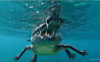 HAI Tauchen & Schnorcheln mit echten CROCS