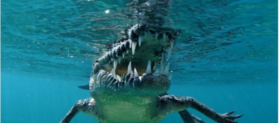 HAI Tauchen & Schnorcheln mit echten CROCS