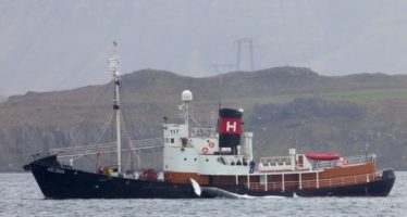Nach drei Jahren Pause: Isländische Firma macht wieder Jagd auf Finnwale