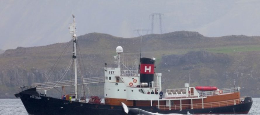 Nach drei Jahren Pause: Isländische Firma macht wieder Jagd auf Finnwale
