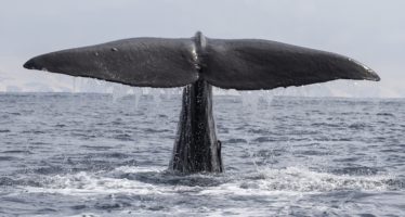 Wale erleichtert