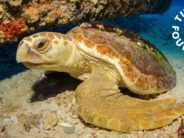 Große Verlosungsaktion der Turtle Foundation für Meeresschildkröten jährt sich zum 10. Mal!