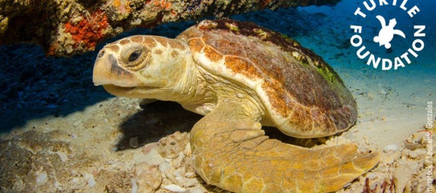 Große Verlosungsaktion der Turtle Foundation für Meeresschildkröten jährt sich zum 10. Mal!