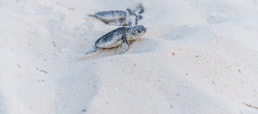 Praktikant fürs Paradies gesucht