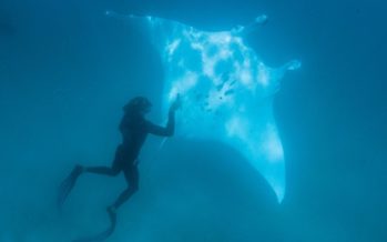 Berührende Unterwasserbegegnung in Westaustralien