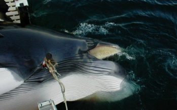 Nach kläglicher Jagdsaison ist die Zukunft von Norwegens Walfang ungewiss