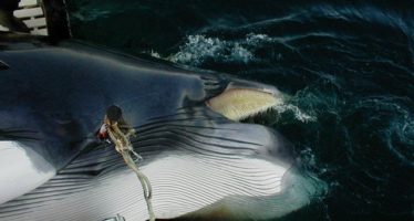 Nach kläglicher Jagdsaison ist die Zukunft von Norwegens Walfang ungewiss