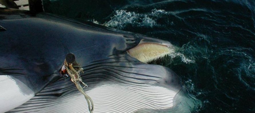 Nach kläglicher Jagdsaison ist die Zukunft von Norwegens Walfang ungewiss