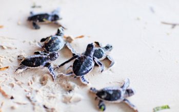 Wa Ale, Myanmar: Schildkrötenschutzprojekt im Ecoresort