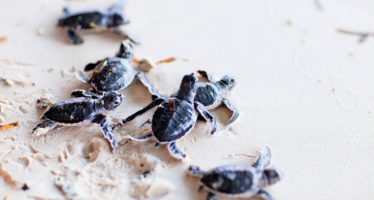 Wa Ale, Myanmar: Schildkrötenschutzprojekt im Ecoresort