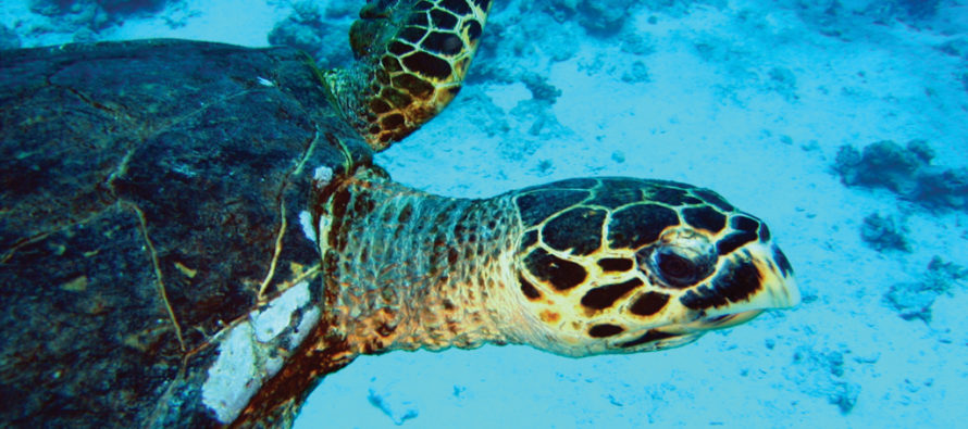 Wracks, Mondfische und Korallen – die schönsten Tauchspots in El Gouna