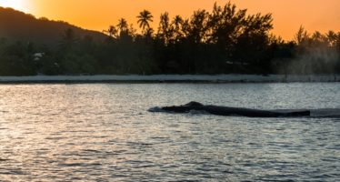 Die Insel der Wale – Rurutu