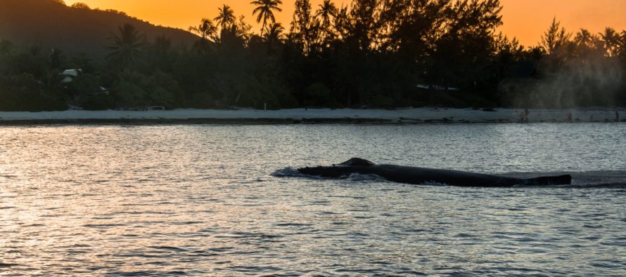 Die Insel der Wale – Rurutu