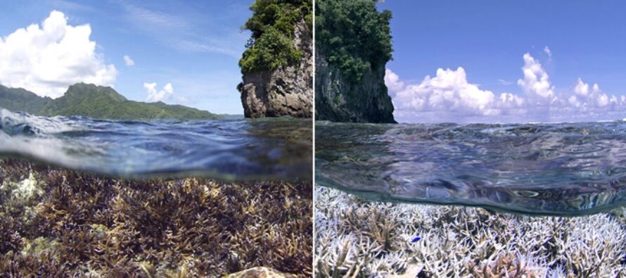 Erste virtuelle Weltkorallenriffkonferenz: Schutz der Riffe von globaler Bedeutung