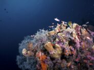 Malaysia ist zurück: Abenteuer- und Naturtourismus im tropischen Setting