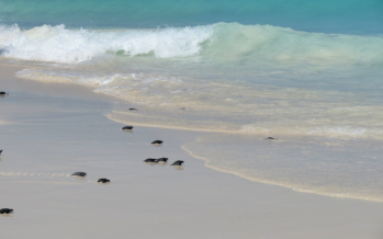Am Eagle Beach startet die Schildkröten-Saison