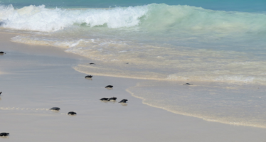 Am Eagle Beach startet die Schildkröten-Saison