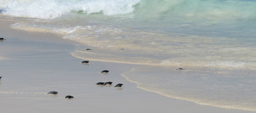 Am Eagle Beach startet die Schildkröten-Saison
