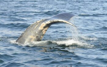 Dramatische Abnahme der Überlebensraten von Nördlichen Glattwalen nach schweren durch Fangleinen verursachten Verletzungen