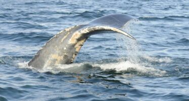 Dramatische Abnahme der Überlebensraten von Nördlichen Glattwalen nach schweren durch Fangleinen verursachten Verletzungen