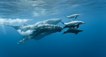 Es ist Zeit für ein einzigartiges Naturschauspiel: die Buckelwale treffen auf der Insel La Réunion ein