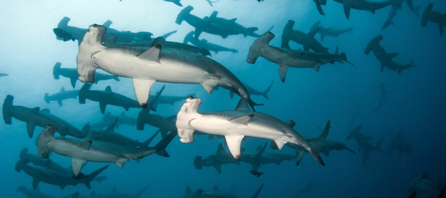 Seltene Hai-„Kinderkrippe“ vor Galápagos-Inseln gefunden