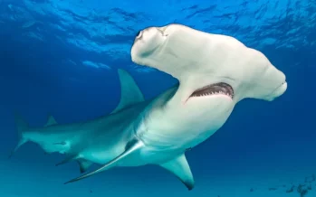 Seltene Hai-„Kinderkrippe“ vor Galápagos-Inseln gefunden