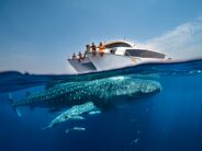 Entdecken Sie Qatar – entdecken Sie den ganzen Sommer über die exklusiven Once-in-a-livetime-Touren zur Beobachtung von Walhaien