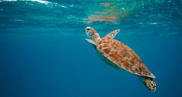 Das Bucuti & Tara Beach Resort begrüßt tierische Gäste