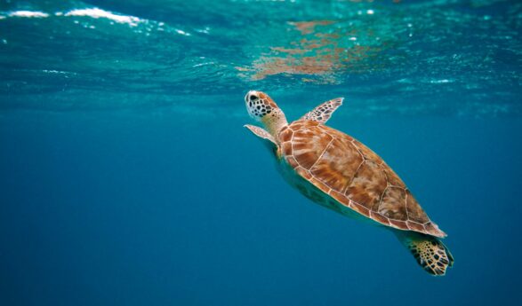 Das Bucuti & Tara Beach Resort begrüßt tierische Gäste