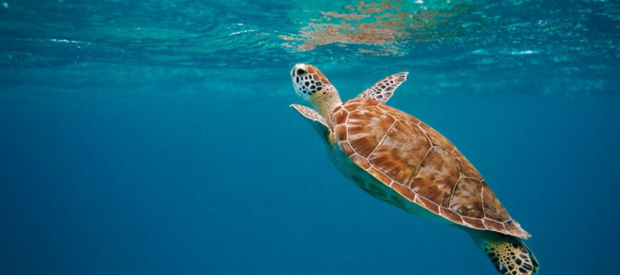 Das Bucuti & Tara Beach Resort begrüßt tierische Gäste