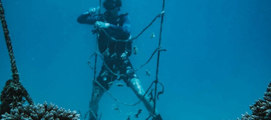 Die Ozeangärtner von Fishermans Cove ziehen Bilanz