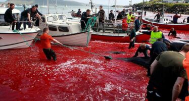 Die Wahrheit über die Delfinjagd auf den Färöer-Inseln