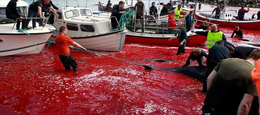 Die Wahrheit über die Delfinjagd auf den Färöer-Inseln